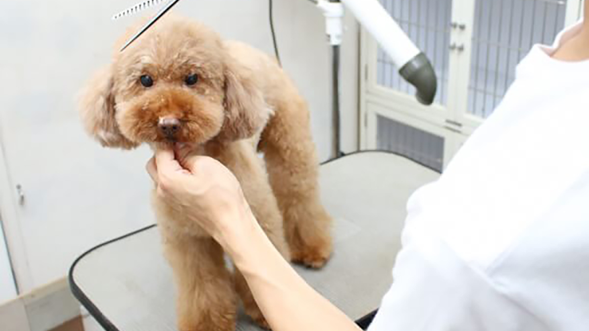 千歳烏山駅で人気トリミングサロン3選 忙しくても通いやすい 犬と猫の飼育大百科