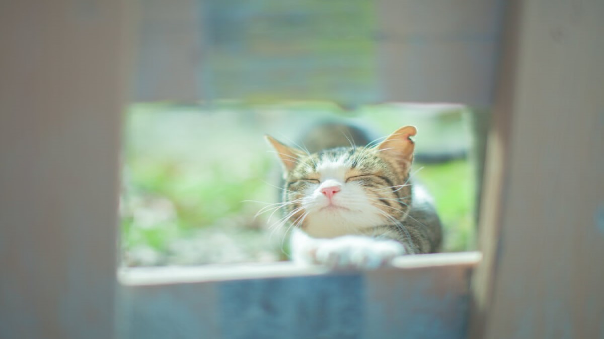 往診専門 はる動物診療所