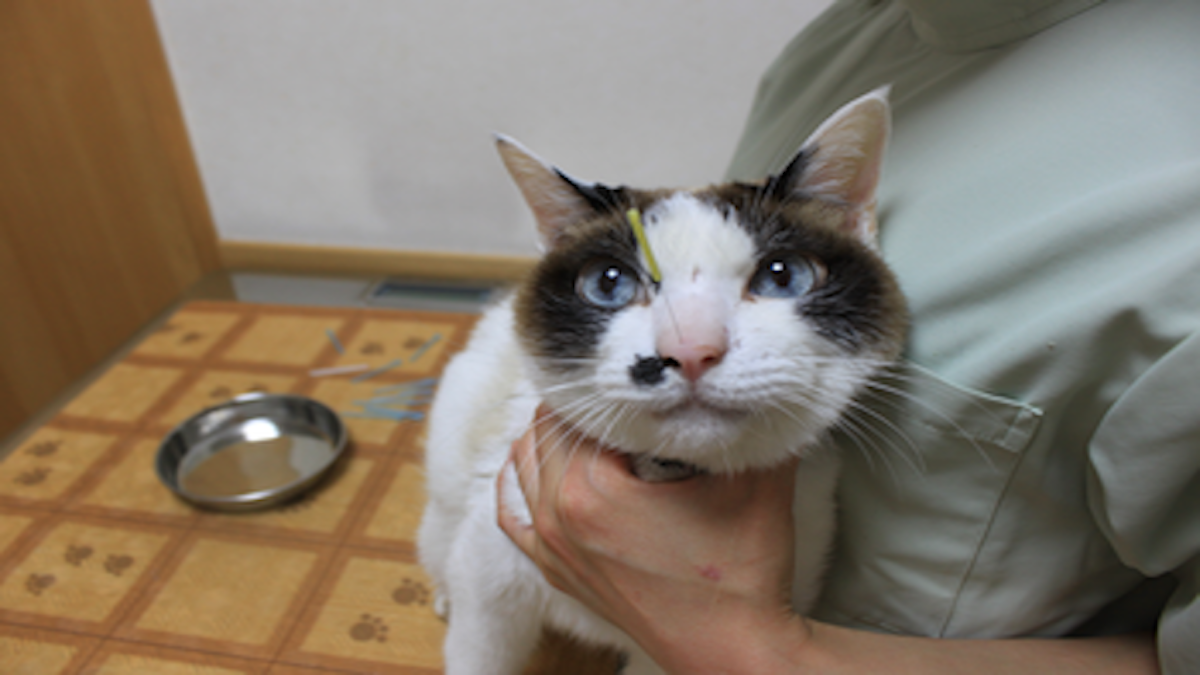 Corn-lily Animal Holistic Clinic