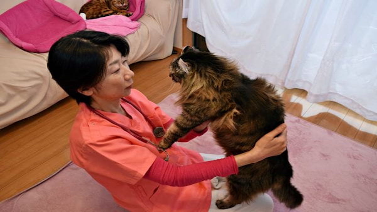 犬猫自然療法動物病院