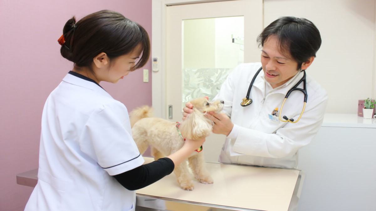 アンジェス動物病院