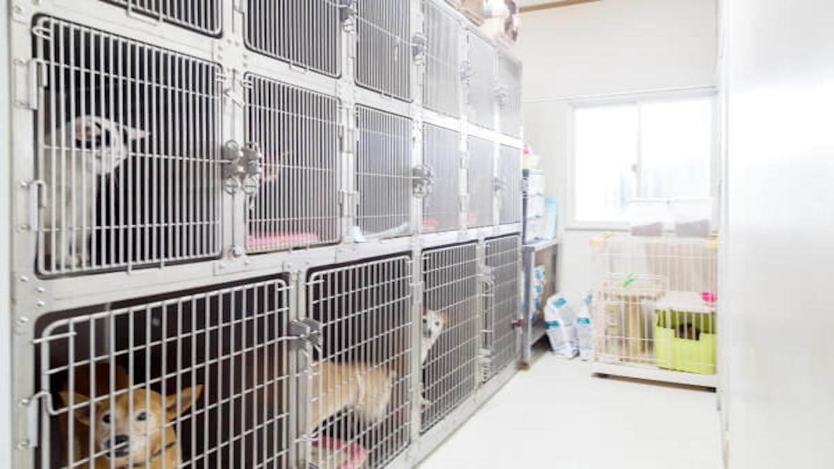 東山動物病院