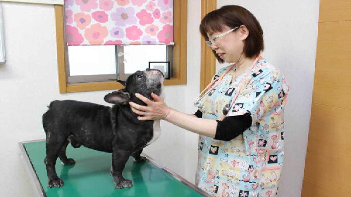 ちよだ動物病院