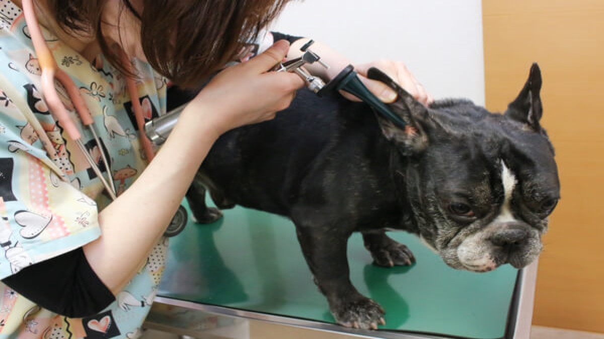 ちよだ動物病院