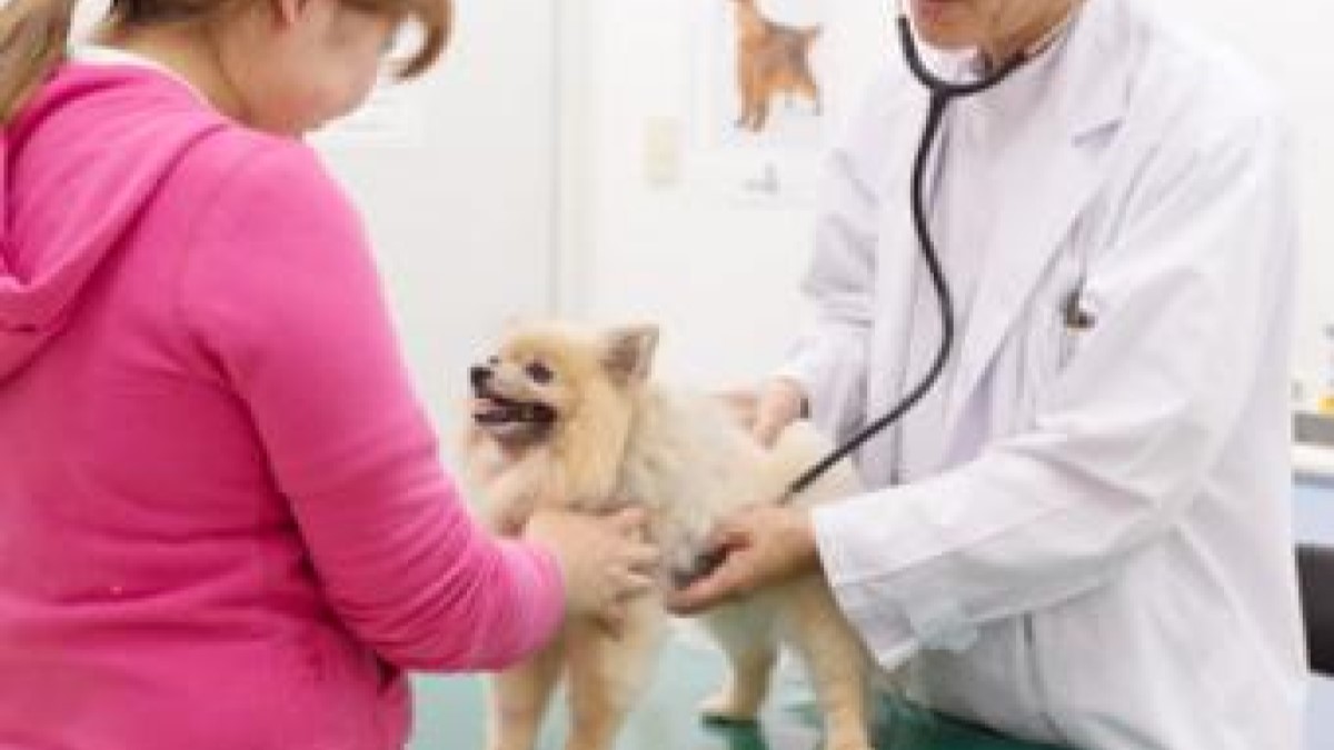 かなどう動物病院