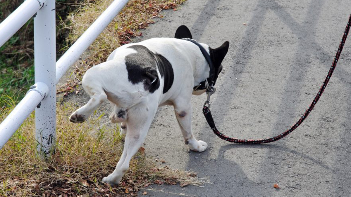 メス 犬 マーキング