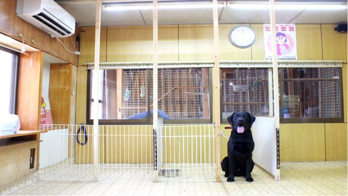 犬と猫の美容室 キムラ329