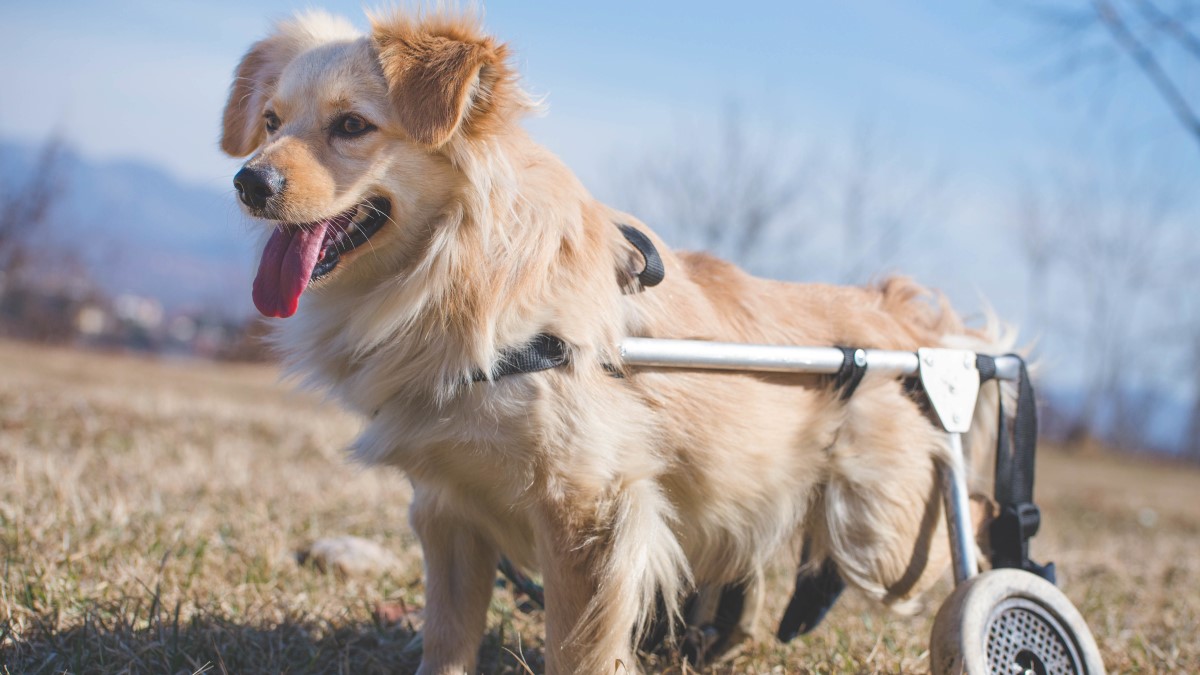 恵比寿 中目黒 目黒周辺でおすすめの動物病院 6選 犬と猫の飼育大百科