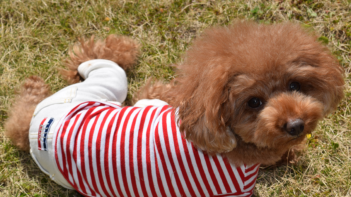 もうサイズで失敗しない。トイプードルの洋服の選び方 | 犬と猫の飼育