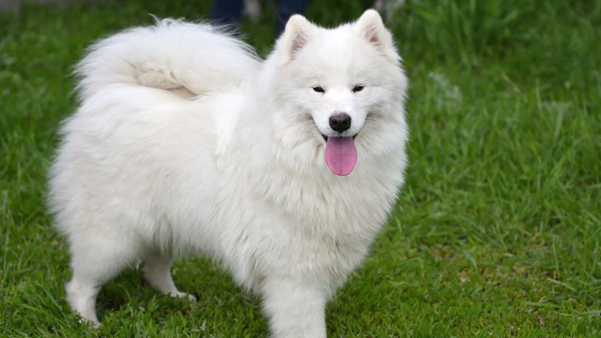 白い体毛の犬全部見せます図鑑 ふわふわの白い犬が好き 犬と猫の飼育大百科