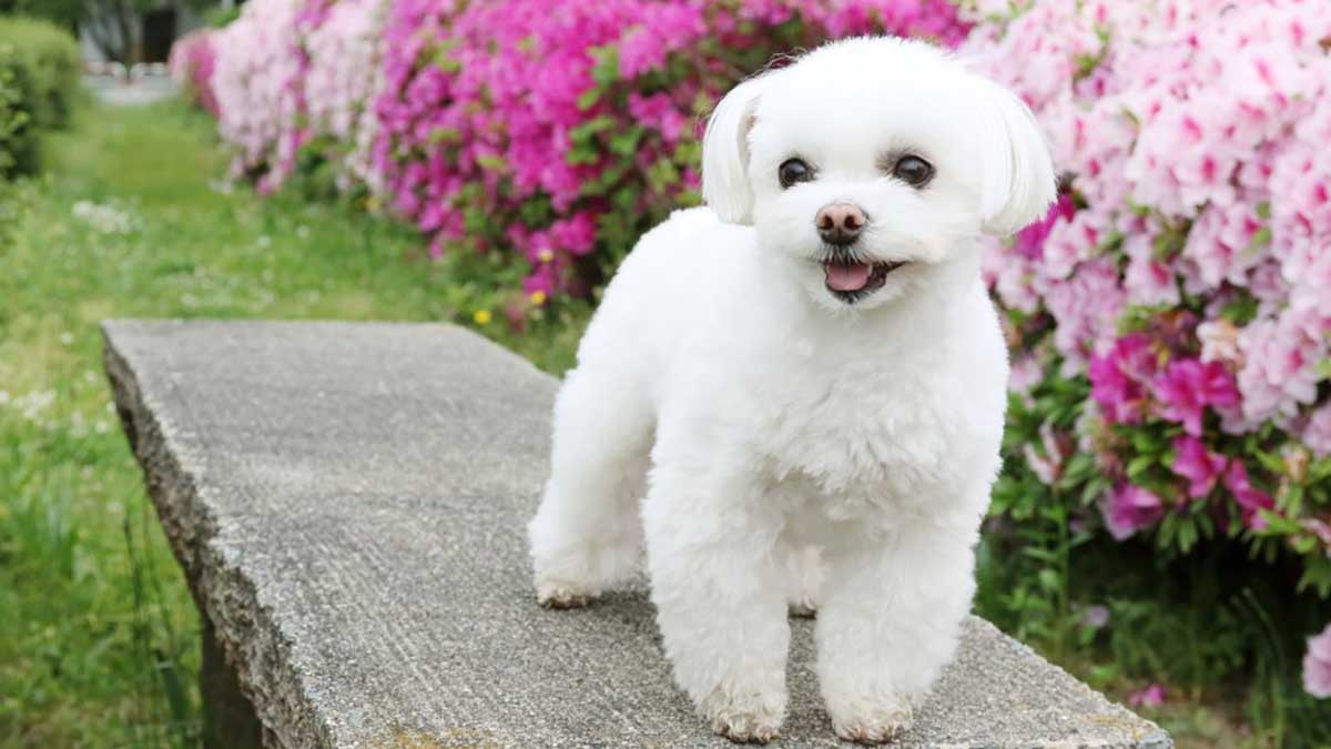 ふわふわの白い犬が好き 大型vs小型犬の白い犬全部見せます図鑑 犬と猫の飼育大百科