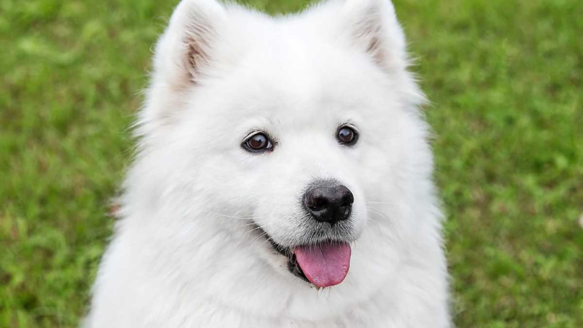 ふわふわの白い犬が好き 大型vs小型犬の白い犬全部見せます図鑑 犬と猫の飼育大百科