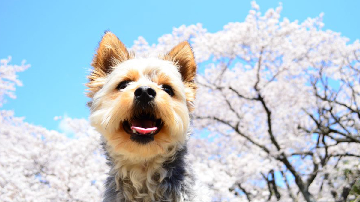 ヨークシャーテリアの体重推移 あなたの愛犬は平均サイズ 犬と猫の飼育大百科